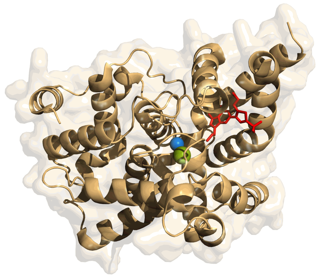 Phosphodiesterase-5-Enzym